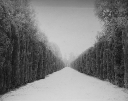 Juno_VialeCipressi_alt